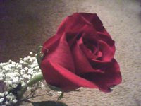 red rose - red rose I got on Valentine's Day from a Japanese restaurant.