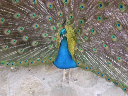 peacocks - sacred peacock