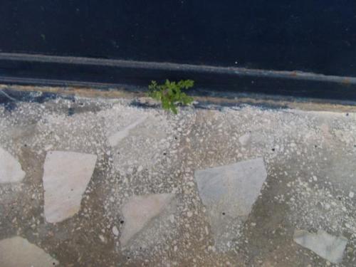 grow tree - Where is grow tree?