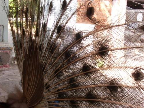 different looking peacock - peacock