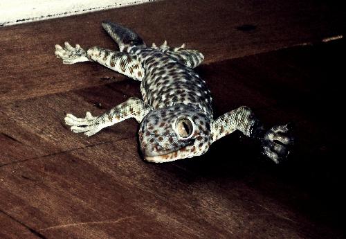 Gecko - Gecko is the most admirable reptiles I have seen. Wonder why? It will help you to lessen bugs, insects and mosquitos in your house.