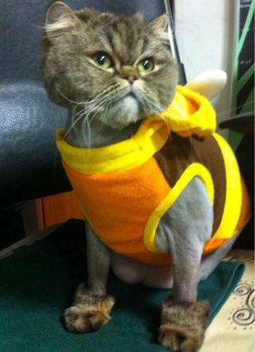 Garfield!!!! - Very cute cat, looks like garfield, makes you want to hug it. Yet makes you imagine that is a very very lazy cat like garfield.