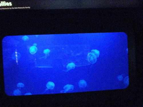 Moon Jellies - These Moon Jellies were beautiful to watch swimming in the tank. taken at the North Carolina Aquarium.