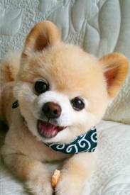 shunsuke photo - shunsuke is an adorable dog