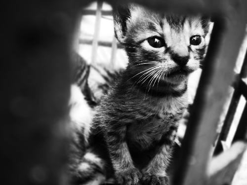 We'll be outta here. - A kitten which belongs to a litter abandoned by their mother. We have to cage them so they won't be crawling around the backyard being at risk of being stepped at.