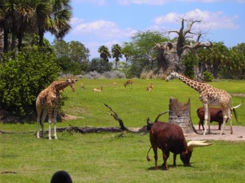 AVATAR a Good Fit for DAK? - Disney&#039;s Animal Kingdom is not just about animals - it&#039;s about adventure and environmental protection. Thus, placing a themed land for [i]AVATAR[/i] would be fitting for the park. (Photo of animals at Kilimanjaro Safaris by author, 2009)