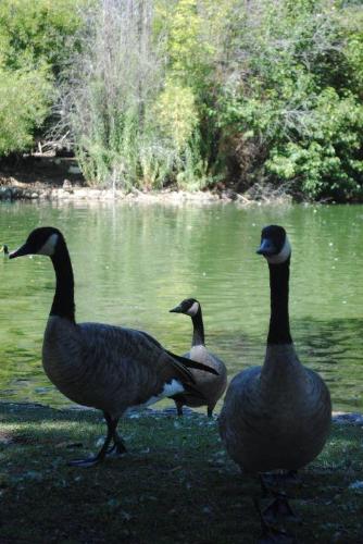 Black Swans? - Are they?