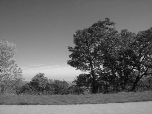Trees - Some pictures of trees on the side of the road in Tennessee.