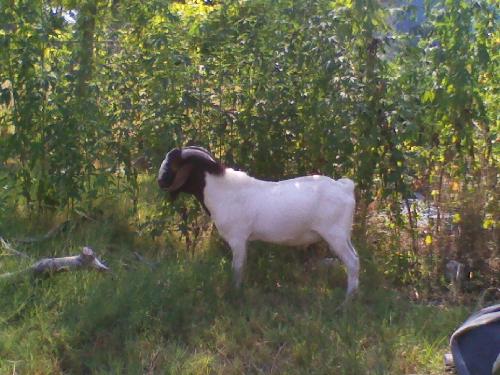 Goat - This was an odd thing to wake up to. I woke up the other day to my boyfriend yelling at me to come outside. The neighbor's goat from a few houses down had escaped and ended up in our yard. I'm so glad it was friendly I would've hated to get kicked or headbutted by that thing, lol.