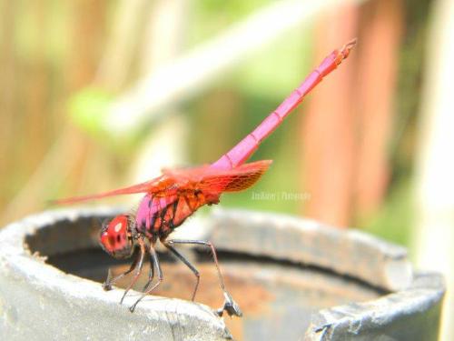 Pink dragonfly - Beautiful insect