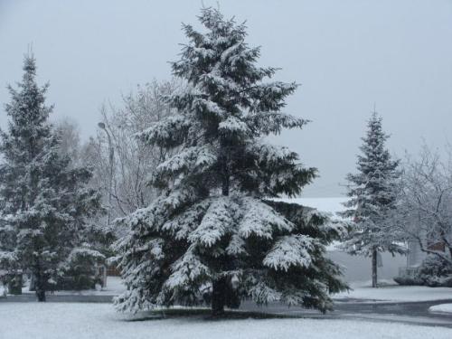 Snow - The evergreen tree on a snowy day