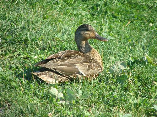 A Duck  - A duck sitting in the grass, at this park we go to in St. Jerome