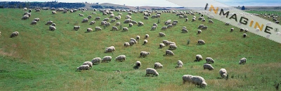 Prairies of New Zealand - It was a joy watching these sheep graze, thousands of them that looked like cotton balls from a distance