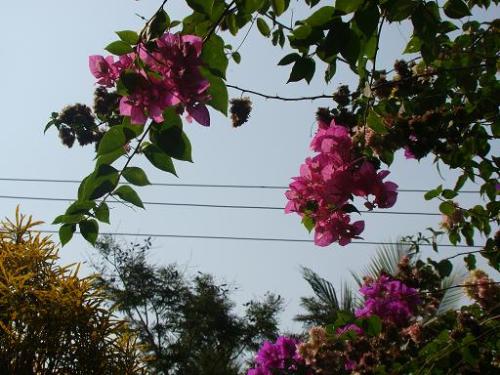 Purple Bouganvillae - I have countless flowering bushes, and stuff that make good subjects for my camera