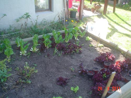 The kale - Kale plant in raised beds.