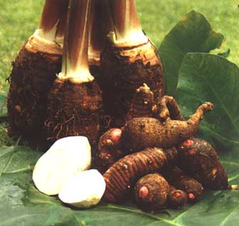 taro roots - taro roots are good for health