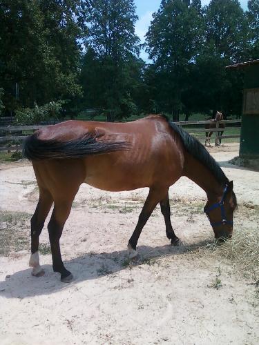 Ricochet - this is Ricochet he is 11 years old and stands 15.2 hands he is an arabian quarter horse cross