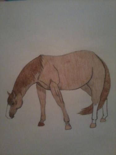 smarty - this is a drawing i did free handed of smartie-a chesnut quarter horse that is boarded in the same pasture as my horse