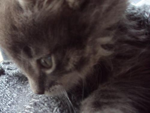 downy fresh Bella - Bella always loved to snuggle up and cuddle close