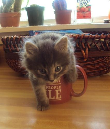 Cafe Au Bella - She was so tiny she fit in my coffee mug!