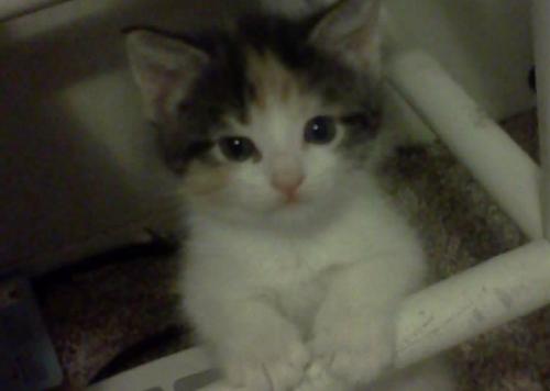 Precious Baby Girl - Shes one of my new additions along with her 2 sisters they are all photogenic..
