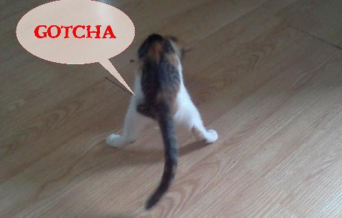 Baby Girl Goes Gotcha - this kitten is something