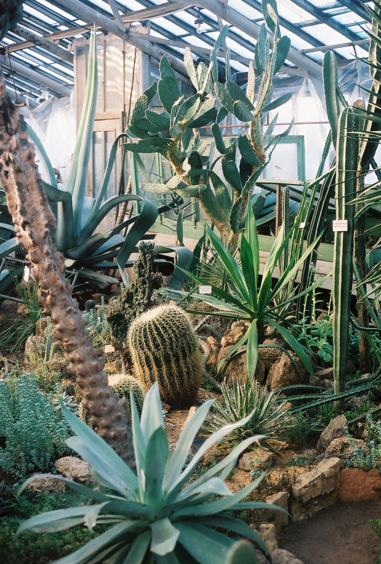 catus ouch