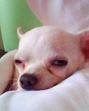 sue - this is the picture of my dog sue. with a very nice face but when she smiles it's so funny.