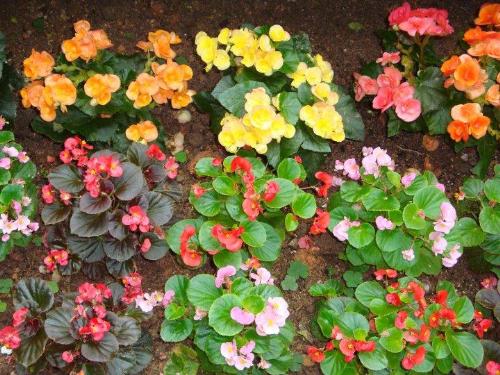 flower garden - Colorful flowers