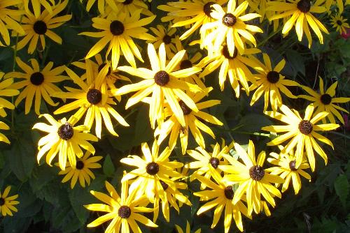 brown eyed susans - One of the flowers in my neighbors flower garden