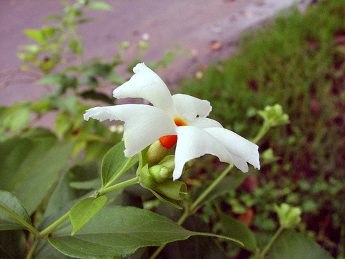 Nyctanthes Arbar tristis. - For the lack of camera at this moment i have uploaded this pic from net.