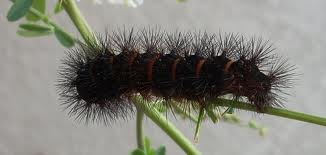 Caterpillar - small black garden caterpillar.