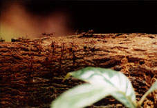 red leaf cutter ants - red leaf cutter ants in a tropical rainforest