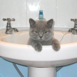 Kitty in a sink - This isn't my kitty but I thought it was so cute!