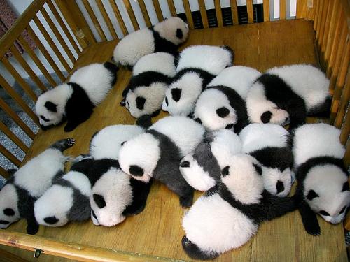 Sleeping babies - A group of baby panda's taking a nap. So cute!