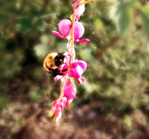 Bumble Bee on Bleeding Heart - A bumble bee on a bleeding heart plant.