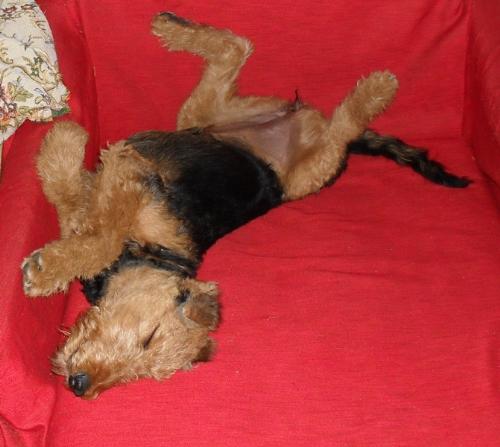 Tummy up - Tummy up, feet in the air - who can say this dog isn't happy?