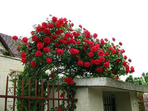 Crimson cascade - Red climbing rose bush...