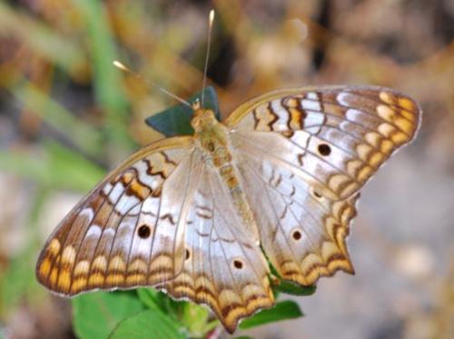 White Peacock Butterfly - A picture of the White Peacock Butterfly from the Everglades in Florida
