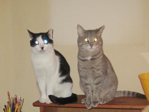 My Rescue Cats - Here are Rook and Stormy Blue, my two rescue cats. This was taken about two weeks before we moved this summer. My Rescue Cats - Here are Rook and Stormy Blue, my two rescue cats. This was taken about two weeks before we moved this summer.