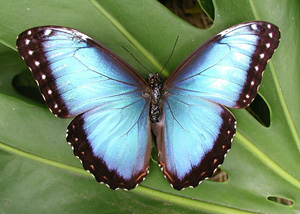 Blue Morpho - Gorgeous insects, those butterflies!