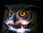 Owl - Wise old owl