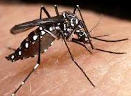 dengue mosquito - actual dengue mosquito image