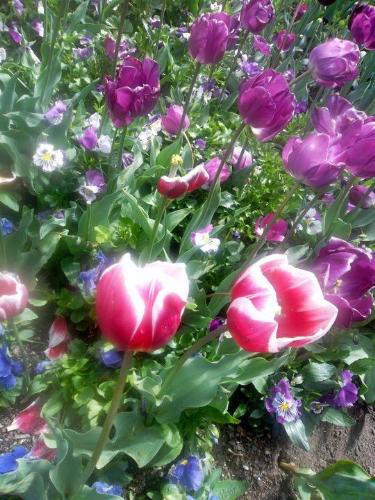 Pink Tulips - Spring flowers