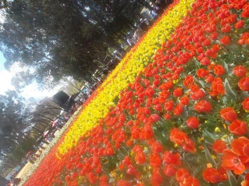 Tulip field - Blooming and beautiful