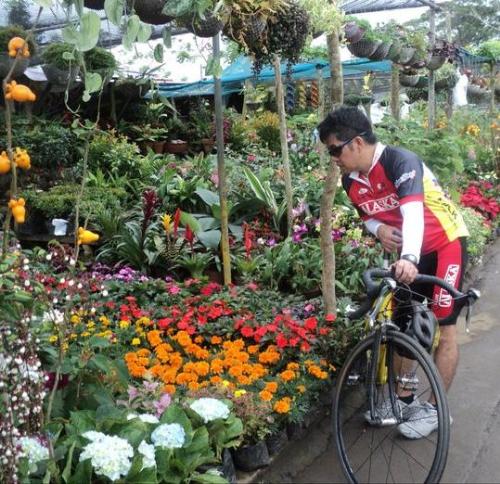 Flower garden - Garden along the road to Tagaytay