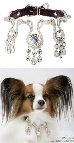 dog necklace - This is the most expensive necklace for the dog.