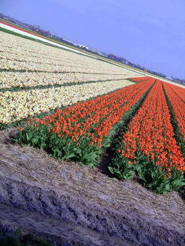 Tulips - Amsterdam the place where tulips grow