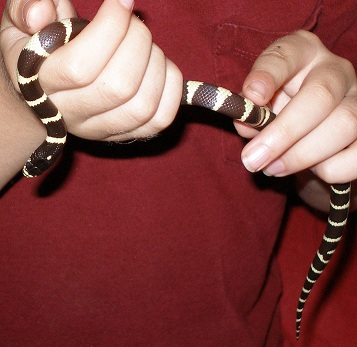 Snake - California Kingsnake.