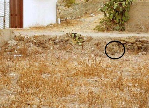 Missing cat - People are looking for the cat in the picture, well, here's the hint.